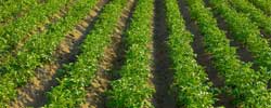 Agriculture